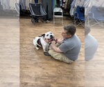 Small #3 Olde Bulldog