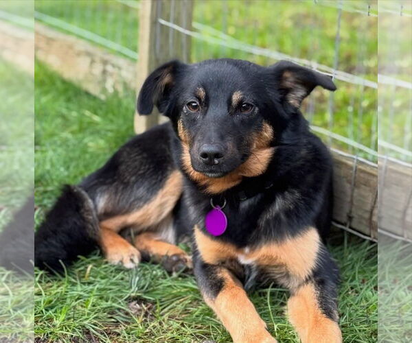 Medium Photo #6 Mutt Puppy For Sale in Bellevue, WA, USA