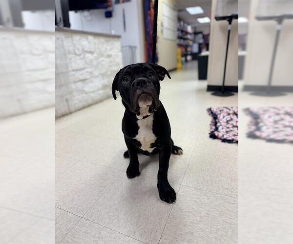 Medium Photo #1 Mastiff-Unknown Mix Puppy For Sale in Sugar Land, TX, USA