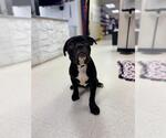 Small Mastiff Mix