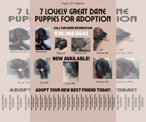 Great Dane Puppy for sale in SPARKS, NV, USA