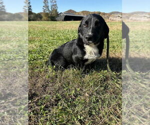 Bassetdor Dogs for adoption in Aurora, IN, USA