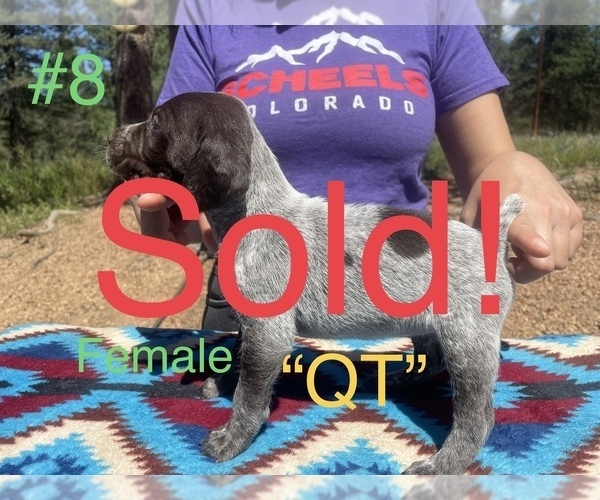 Medium Photo #16 German Shorthaired Pointer Puppy For Sale in FLORISSANT, CO, USA