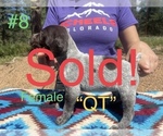 Small Photo #16 German Shorthaired Pointer Puppy For Sale in FLORISSANT, CO, USA