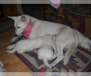 Mother of the German Shepherd Dog puppies born on 12/06/2022