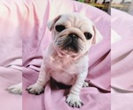 Small Photo #2 Pug Puppy For Sale in ASTORIA, NY, USA