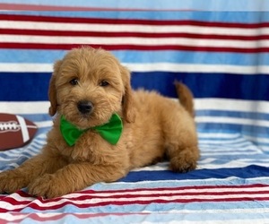 Goldendoodle Puppy for sale in LANCASTER, PA, USA