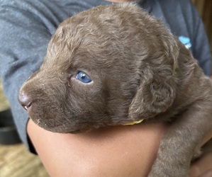 Chesapeake Bay Retriever Puppy for sale in COOKEVILLE, TN, USA