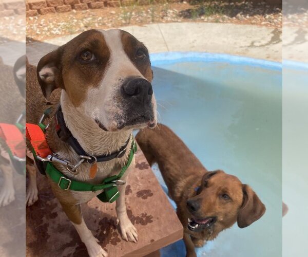 Medium Photo #151 American Staffordshire Terrier Puppy For Sale in Kanab, UT, USA