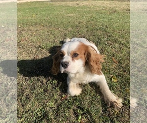 Father of the Cavapoo puppies born on 12/18/2022