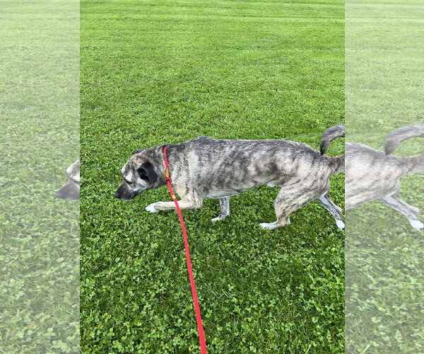 Medium Photo #5 Anatolian Shepherd-Unknown Mix Puppy For Sale in Rootstown, OH, USA