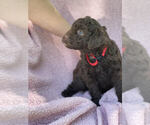 Puppy 3 Aussiedoodle Miniature 