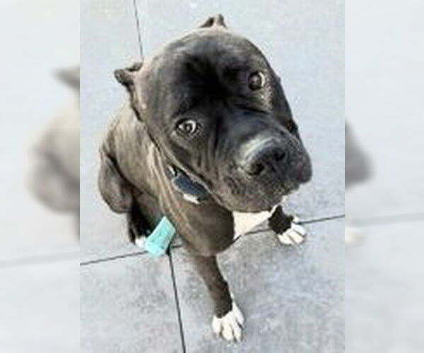 Medium Photo #19 American Staffordshire Terrier-Boxer Mix Puppy For Sale in Lake Forest, CA, USA