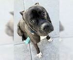 Small #18 American Staffordshire Terrier-Boxer Mix