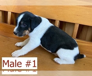 Jack Russell Terrier Puppy for Sale in BOISE, Idaho USA