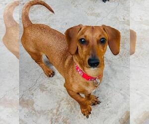 Dachshund Dogs for adoption in Los Angeles, CA, USA