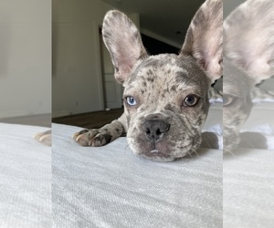 French Bulldog Puppy for sale in BERKELEY LAKE, GA, USA
