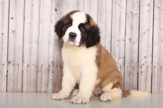 Saint Bernard Puppy for sale in MOUNT VERNON, OH, USA