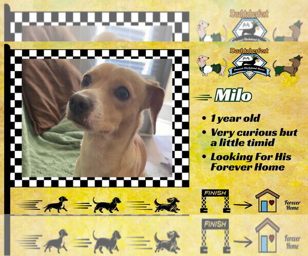 Medium Photo #2 Chiweenie Puppy For Sale in San Antonio, TX, USA