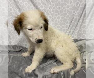Great Pyrenees-Unknown Mix Dogs for adoption in Modesto, CA, USA