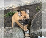 Small Photo #4 French Bulldog Puppy For Sale in OAKDALE, CA, USA