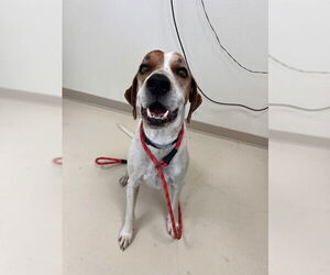 Mutt Dogs for adoption in Webster, WI, USA