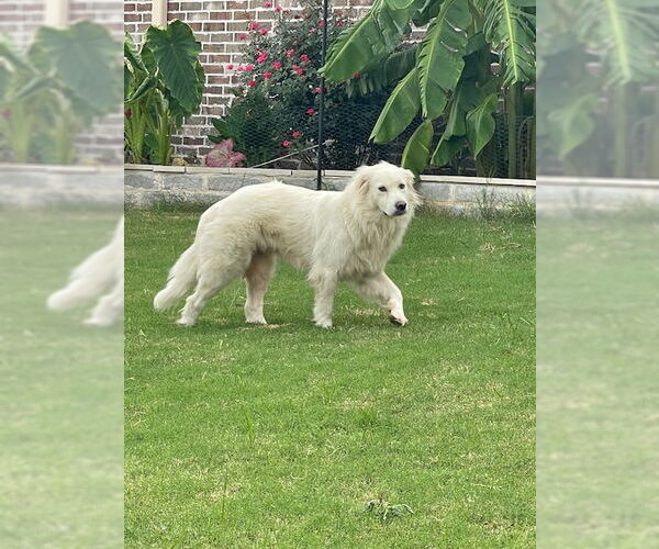 Medium Photo #10 Great Pyrenees Puppy For Sale in Spring, TX, USA