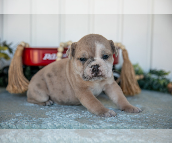 Medium Photo #12 Victorian Bulldog Puppy For Sale in MILLERSBURG, IN, USA