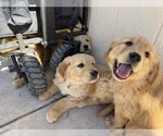 Small #2 Golden Retriever