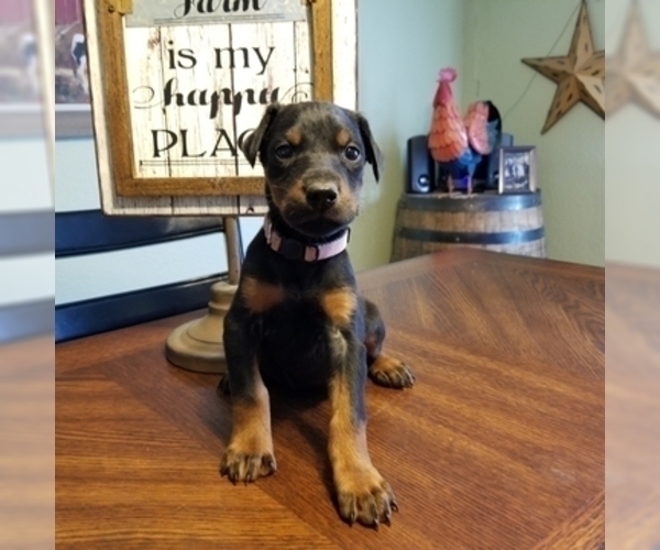 Medium Photo #12 Doberman Pinscher Puppy For Sale in DRUMRIGHT, OK, USA