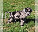 Small Photo #3 Great Dane Puppy For Sale in LITITZ, PA, USA