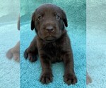 Small Photo #7 Labrador Retriever Puppy For Sale in HOLLY SPRINGS, NC, USA