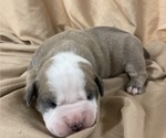 Small Photo #20 Olde English Bulldogge Puppy For Sale in CHETEK, WI, USA