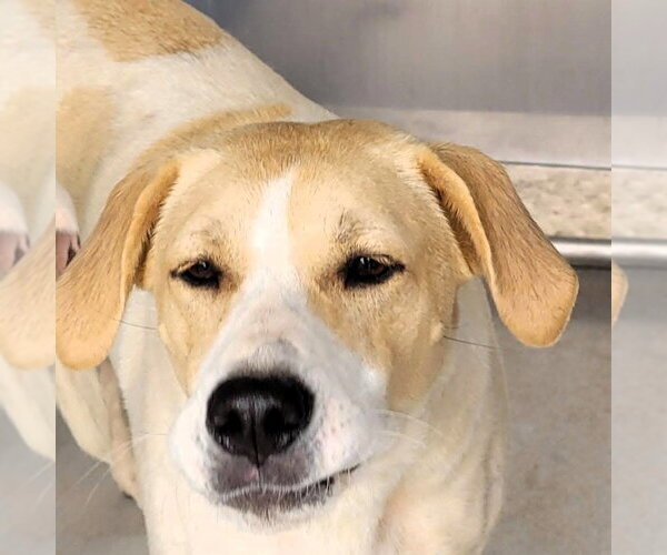 Medium Photo #3 Mutt Puppy For Sale in Shelburne, VT, USA