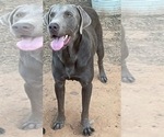 Small Photo #1 Labrador Retriever Puppy For Sale in OSYKA, MS, USA