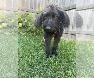Labrador Retriever-Unknown Mix Dogs for adoption in Mundelein, IL, USA