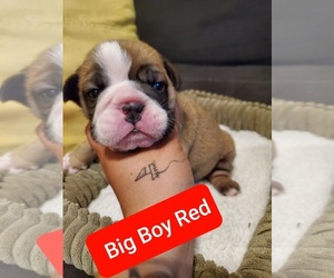 English Bulldog Puppy for sale in NEWPORT NEWS, VA, USA