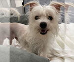 Small #1 Maltese