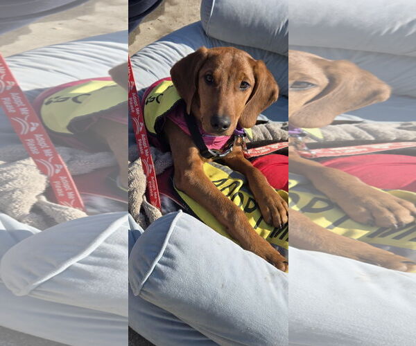 Medium Photo #4 Mutt Puppy For Sale in NYC, NY, USA