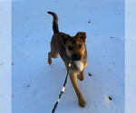 Small #3 Carolina Dog Mix