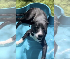 Labrador Retriever-Unknown Mix Dogs for adoption in San Diego, CA, USA