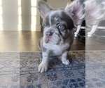 Puppy Puppy 3 French Bulldog