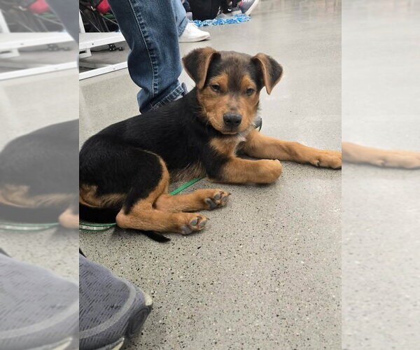 Medium Photo #1 Australian Shepherd-German Shepherd Dog Mix Puppy For Sale in New London, WI, USA