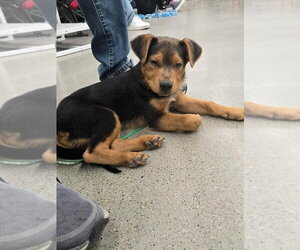 Australian Shepherd-German Shepherd Dog Mix Dogs for adoption in New London, WI, USA