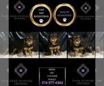 Small Photo #99 Cavalier King Charles Spaniel Puppy For Sale in WARSAW, IN, USA
