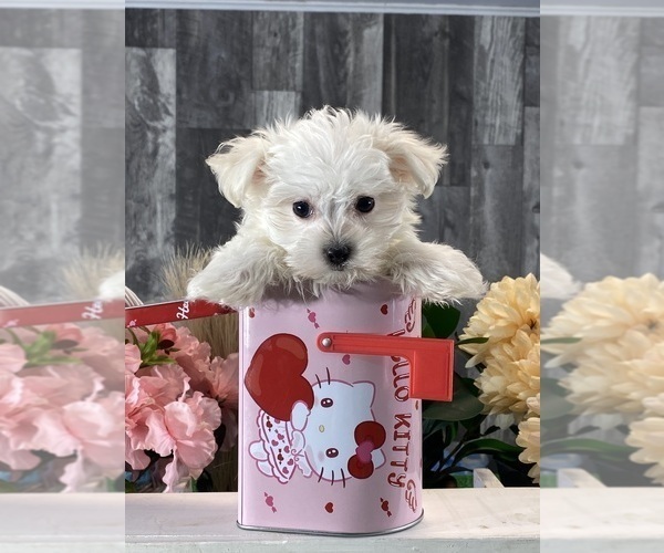 Medium Photo #2 Maltese Puppy For Sale in CANOGA, NY, USA