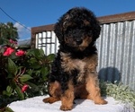 Small Photo #15 Poodle (Toy) Puppy For Sale in GOSHEN, IN, USA