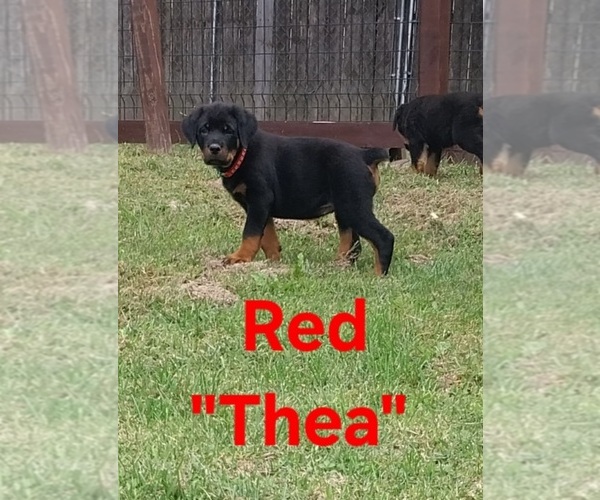 Medium Photo #1 Rottweiler Puppy For Sale in DANVILLE, IL, USA