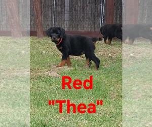 Rottweiler Puppy for sale in DANVILLE, IL, USA