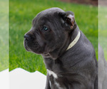 Small #1 Cane Corso